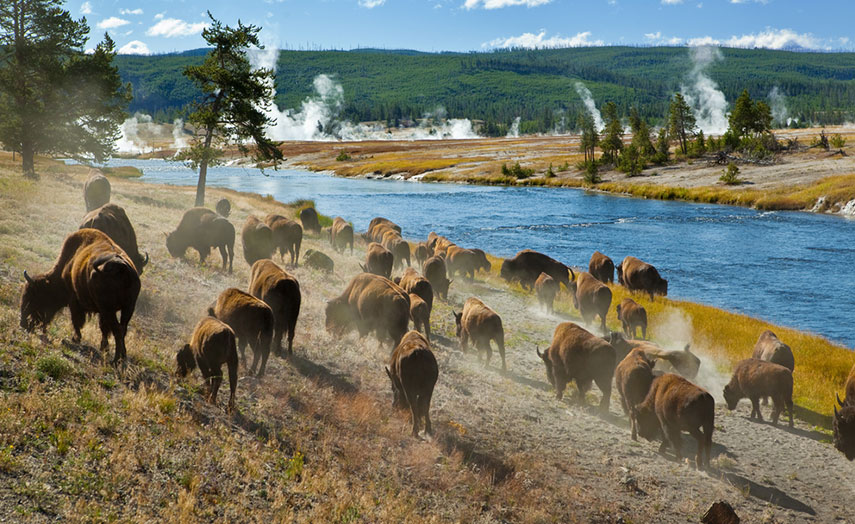 Bison Herde Yellowstone Nationalpark